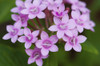 Close up of a flowering Egyptian star flower, Pentas lanceolata.; Wellesley, Massachusetts. Poster Print by Darlyne Murawski (17 x 11)
