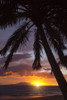 Silhouette of palm trees at sunset on Keawakapu Beach; Kihei, Wailea, Maui, Hawaii, United States of America Poster Print by Ron Dahlquist (12 x 18)