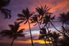 Silhouette of palm trees reaching into the colorful sky at sunset on Keawakapu Beach; Kihei, Wailea, Maui, Hawaii, United States of America Poster Print by Ron Dahlquist (19 x 12)