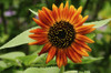 Close up of a deep orange sunflower, Helianthus annuus.; Lexington, Massachusetts. Poster Print by Darlyne Murawski (17 x 11)