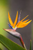 Close up of the dramatic Bird of Paradise flower (Strelitzia reginae); Paia, Maui, Hawaii, United States of America Poster Print by Ron Dahlquist (12 x 18)