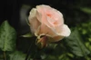 A pink rose with water drops after a rain.; Brewster, Cape Cod, Massachusetts. Poster Print by Darlyne Murawski (17 x 11)