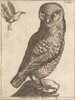 An Owl.  After a late 16th century print by Jaques de Fornazeris. Poster Print by Ken Welsh (12 x 16)