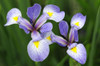 Close up of two blue flag iris flowers, Iris versicolor.; Framingham, Massachusetts. Poster Print by Darlyne Murawski (17 x 11)