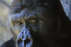 Close view of the face a gorilla (Gorilla gorilla); Florida, United States of America Poster Print by Joel Sartore Photography (17 x 11)