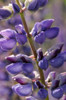 Close up of lupine flowers, Lupinus species, in springtime.; Arlington, Massachusetts. Poster Print by Darlyne Murawski (11 x 17)