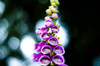 Detail of a Foxglove. Poster Print by Loop Images Ltd. (17 x 11)