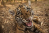Close-up portrait of the critically-endangered Sumatran tiger cub (Panthera tigris sumatrae) lying on the ground with it's mouth open, showing it's teeth; Atlanta, Georgia, United States of America Poster Print by Joel Sartore Photography (20 x 13)