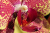 Close up of an orchid flower, Phalaenopsis species.; Lexington, Massachusetts. Poster Print by Darlyne Murawski (17 x 11)