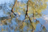 Reflections of trees in a pond.; Brewster, Cape Cod, Massachusetts. Poster Print by Darlyne Murawski (17 x 11)
