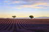 Lavender fields in the early morning. Poster Print by Loop Images Ltd. (17 x 11)