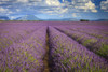 Lavender fields on the Valensole Plateau. Poster Print by Loop Images Ltd. (18 x 12)