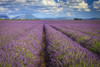Lavender fields on the Valensole Plateau. Poster Print by Loop Images Ltd. (18 x 12)