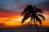 Colorful, tropical sunset over the Pacific Ocean with silhouette of a palm tree on a beach in Kihei; Kihei, Wailea, Maui, Hawaii, United States of America Poster Print by Ron Dahlquist (19 x 12)