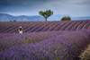 Girl standing in Lavender fields. Poster Print by Loop Images Ltd. (17 x 11)