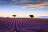 Lavender fields in the early morning. Poster Print by Loop Images Ltd. (18 x 12)