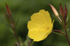A yellow evening primrose, Oenothera fruticosa, flowers and buds.; Brewster, Cape Cod, Massachusetts. Poster Print by Darlyne Murawski (17 x 11)