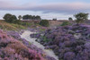 Beautiful heather at Roydon Common in Norfolk. Poster Print by Loop Images Ltd. (18 x 12)