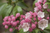 Close up of mountain laurel, Kalmia latifolia, flowers and buds.; Framingham, Massachusetts. Poster Print by Darlyne Murawski (17 x 11)