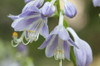 Close up of purple hosta flowers.; Brewster, Cape Cod, Massachusetts. Poster Print by Darlyne Murawski (17 x 11)