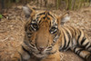 Close-up portrait of the critically-endangered Sumatran tiger cub (Panthera tigris sumatrae) lying on the ground; Atlanta, Georgia, United States of America Poster Print by Joel Sartore Photography (17 x 11)