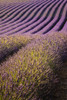 Lavender field on the Valensole Plateau. Poster Print by Loop Images Ltd. (12 x 18)