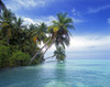 Palm trees leaning out from the shore of a tropical island; Maldives Poster Print by Craig Tuttle (17 x 13)