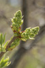 Flower buds of a lilac plant, Syringa x hyacinthiflora, in springtime.; Jamaica Plain, Massachusetts. Poster Print by Darlyne Murawski (11 x 17)