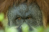Close-up portrait of a male Orangutan at the Sedgwick County Zoo; Wichita, Kansas, United States of America Poster Print by Joel Sartore Photography (17 x 11)