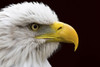 Extreme close up of a Bald Eagle looking into the distance. Poster Print by Loop Images Ltd. (17 x 11)