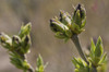 Flower buds on a lilac shrub, Syringa x hyacinthiflora, in springtime.; Jamaica Plain, Massachusetts. Poster Print by Darlyne Murawski (17 x 11)