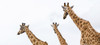 Three giraffes wander away from the camera. Poster Print by Loop Images Ltd. (21 x 9)