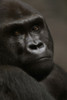 Western lowland gorilla (Gorilla gorilla gorilla) at Omaha's Henry Doorly Zoo; Omaha, Nebraska, United States of America Poster Print by Joel Sartore Photography (11 x 17)