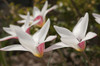 Close up of Lady Jane tulips in spring.; Boylston, Massachusetts. Poster Print by Darlyne Murawski (17 x 11)