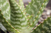 Closeup of the base of an aloe plant.; Wellesley, Massachusetts. Poster Print by Darlyne Murawski (17 x 11)