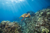 A Green sea turtle (Chelonia mydas), an endangered species, glides over a reef off the island of Maui, Hawaii, USA; Hawaii, United States of America Poster Print by Dave Fleetham (20 x 13) A Green sea turtle (Chelonia mydas), an endangered species, glides over a reef off the island of Maui, Hawaii, USA; Hawaii, United States of America Poster Print by Dave Fleetham (20 x 13)