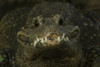 Dwarf crocodile (Osteolaemus tetraspis) at the Lincoln Children's Zoo, Nebraska, USA; Lincoln, Nebraska, United States of America Poster Print by Joel Sartore Photography (17 x 11)