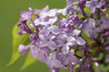 Lilac flowers in the spring, Syringa species.; Jamaica Plain, Massachusetts. Poster Print by Darlyne Murawski (17 x 11)