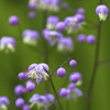 Thalictrum delavayi growing wild. Poster Print by Loop Images Ltd. (14 x 14)