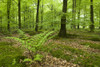 Broad Buckler Fern in a beech woodland in spring. Poster Print by Loop Images Ltd. (20 x 13)