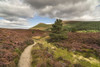 Glen Feshie path across heather and moor in the Cairngorms National Park of Scotland. Poster Print by Loop Images Ltd. (17 x 11)