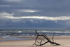 Driftwood on the beach at St Cyrus. Poster Print by Loop Images Ltd. (17 x 11)