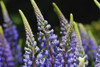 Lupine flowers in the springtime.; Round Pond, Maine. Poster Print by Darlyne Murawski (17 x 11)