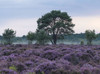 Wonderful heather colours at Dunwich Heath in Suffolk. Poster Print by Loop Images Ltd. (19 x 14)