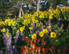 Wildflowers in the Columbia River Gorge, Oregon, USA; Oregon, United States of America Poster Print by Craig Tuttle (17 x 13)