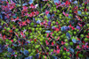 Colourful autumn groundcover plants. Poster Print by Loop Images Ltd. (17 x 11)