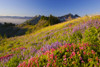Close-up of beautiful wildflowers blossoming in an alpine meadow with the rugged peaks of the Tatoosh Mountains in the background in Mount Rainier National Park; Washington, United States of America Poster Print by Craig Tuttle (17 x 11)