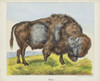 A Bison.  After a 19th century print. Poster Print by Ken Welsh (16 x 13)