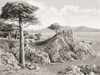 The Lone Cypress Midway Point on the 17 Mile Drive which includes Del Monte, Monterey and Pacific Grove, California, United States of America, c. 1915.  From Wonderful California, published 1915. Poster Print by Ken Welsh (16 x 12)