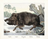 A Wild Boar.  After a 19th century print. Poster Print by Ken Welsh (16 x 12)